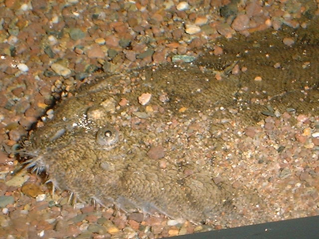 Achirius novoae